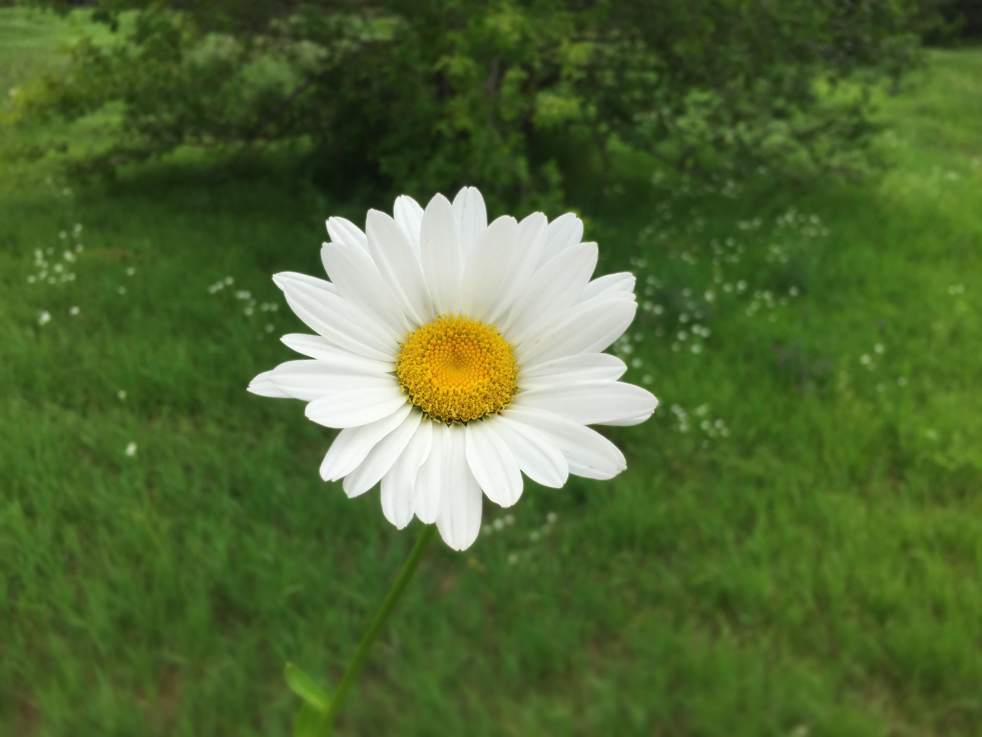 White flower